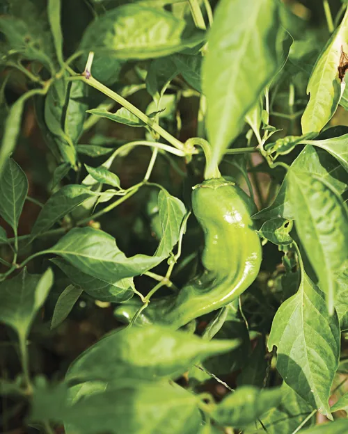 CSA pepper