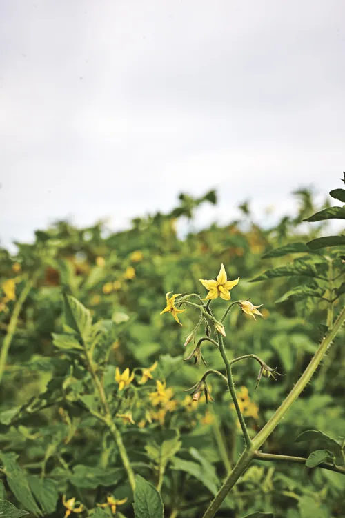 CSA plant