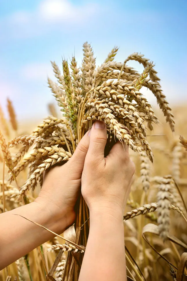 Wheat