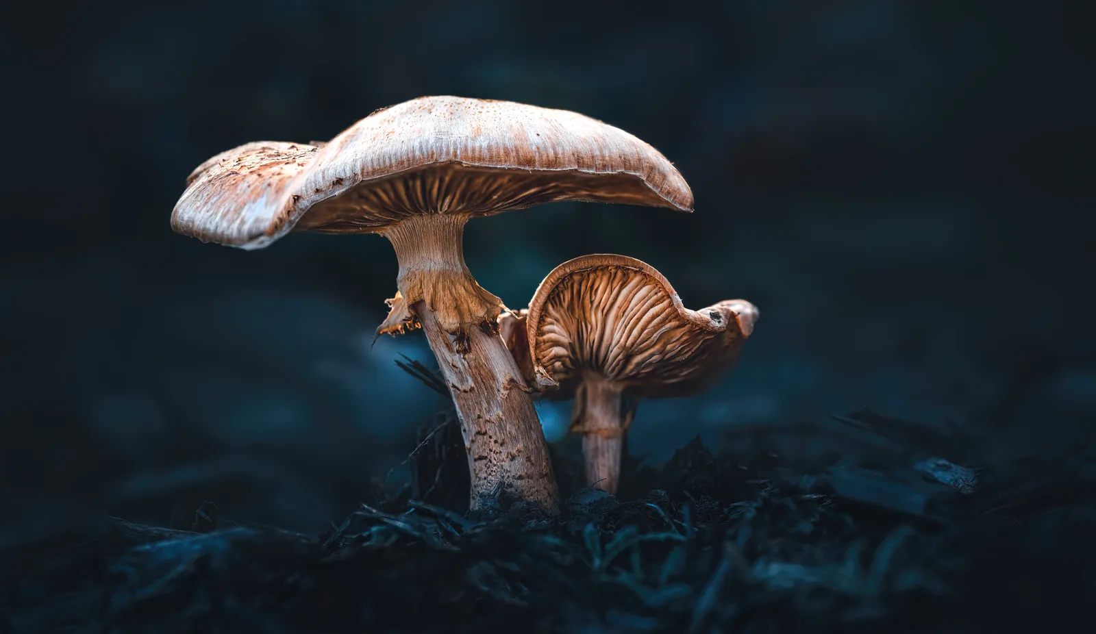 Mushrooms