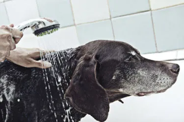 Eco-friendly ways to get rid of fleas