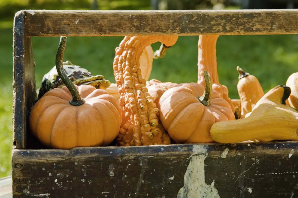 Q4 Mon Eats Gourds1