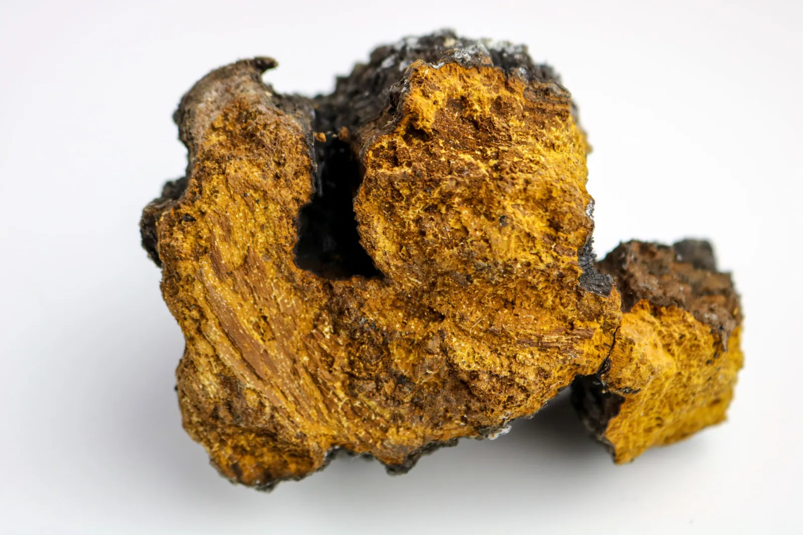 Chaga