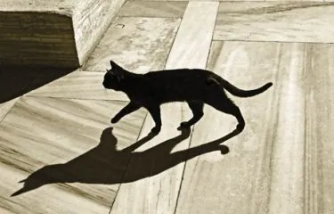 It's a hairy world for an outdoor cat