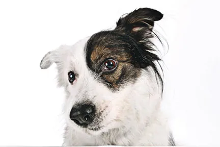 Vets weigh in on raw pet foods